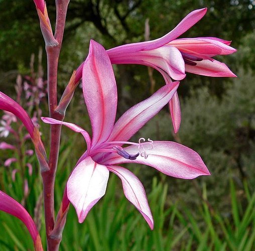 Watsonia rose